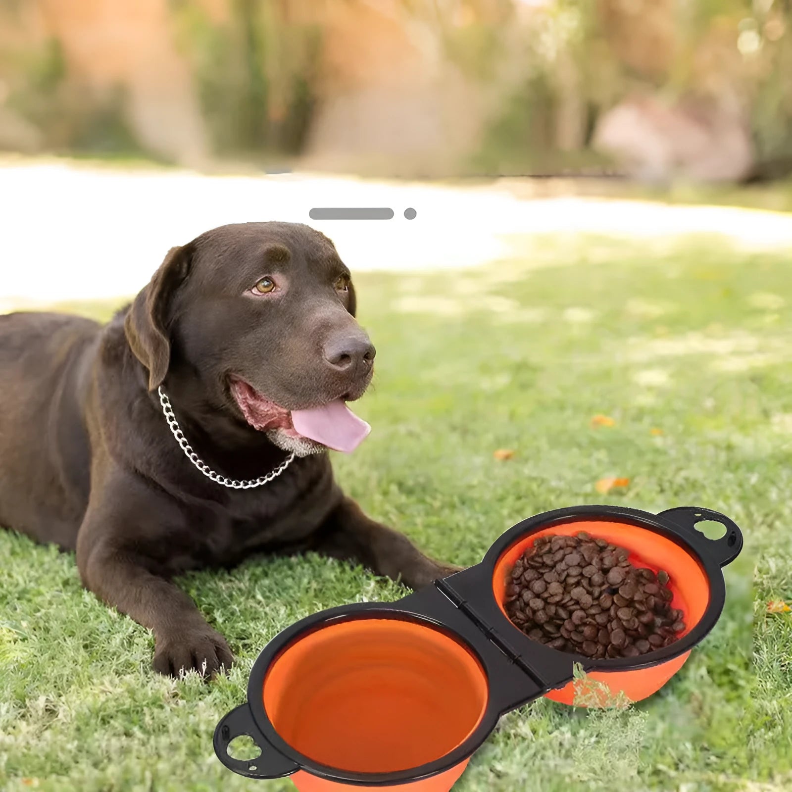 Blue silicone folding double pet bowl shown open for use and collapsed flat for storage.