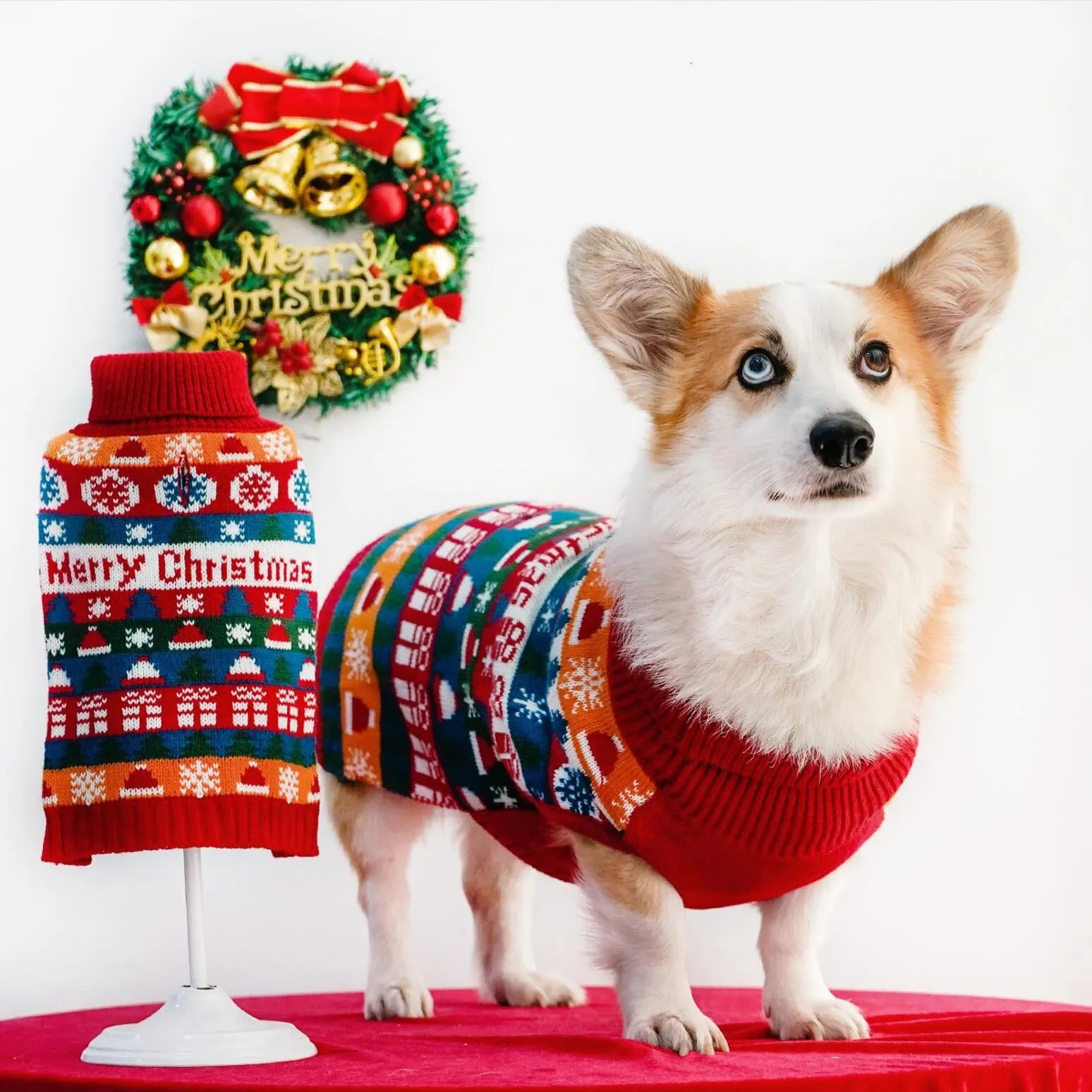 Pet dog wearing a red and green Christmas turtleneck wool sweater, side view