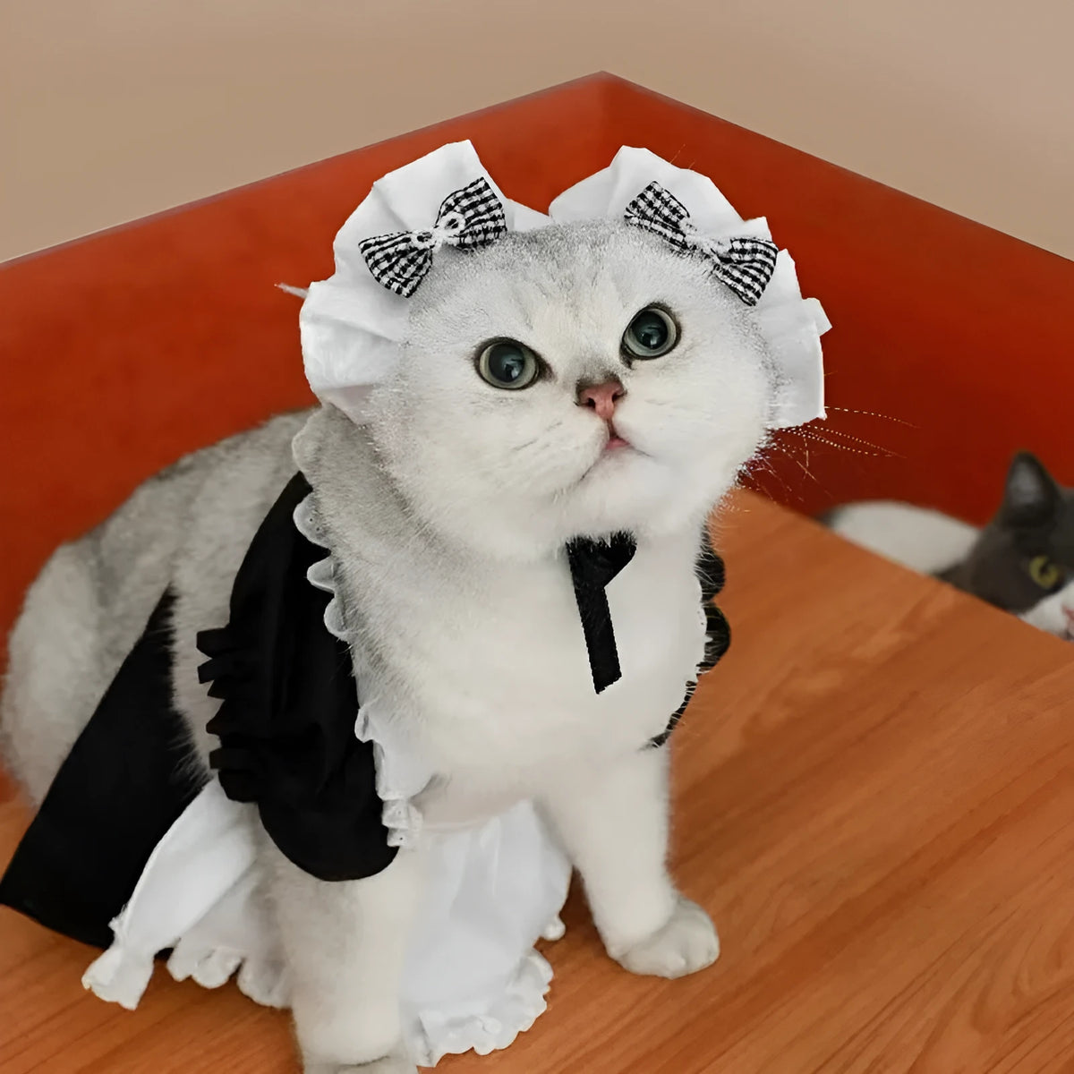 Cat costume dress set with headpiece and skirt in black maid style for adult cats