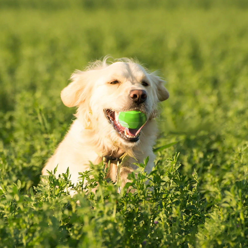 Green natural rubber squeaky dog chew toy ball for medium and large aggressive chewing breeds