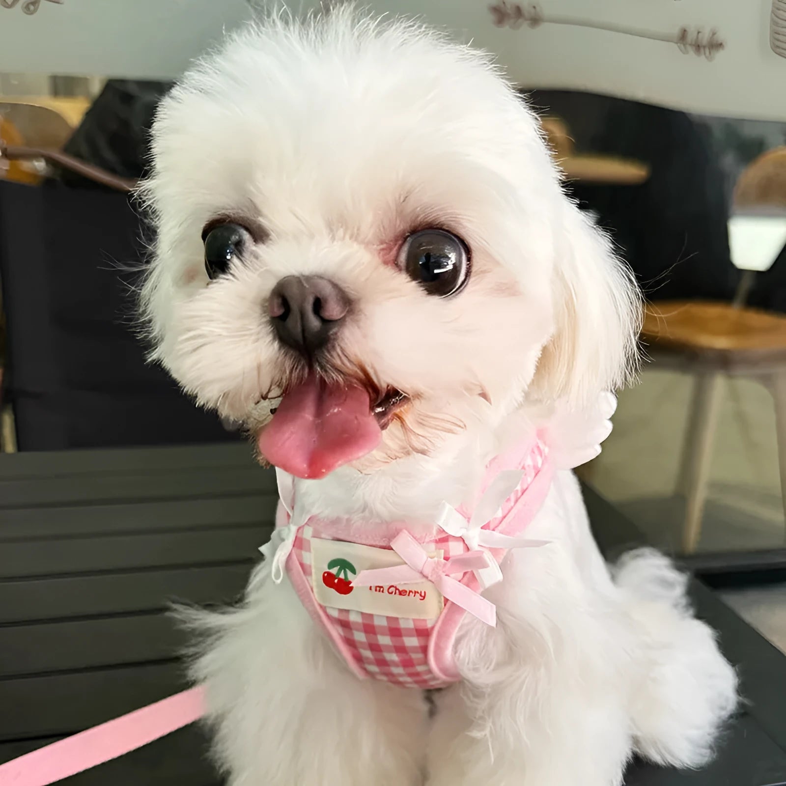 Small dog wearing pink cotton chest and back harness with integrated lead rope