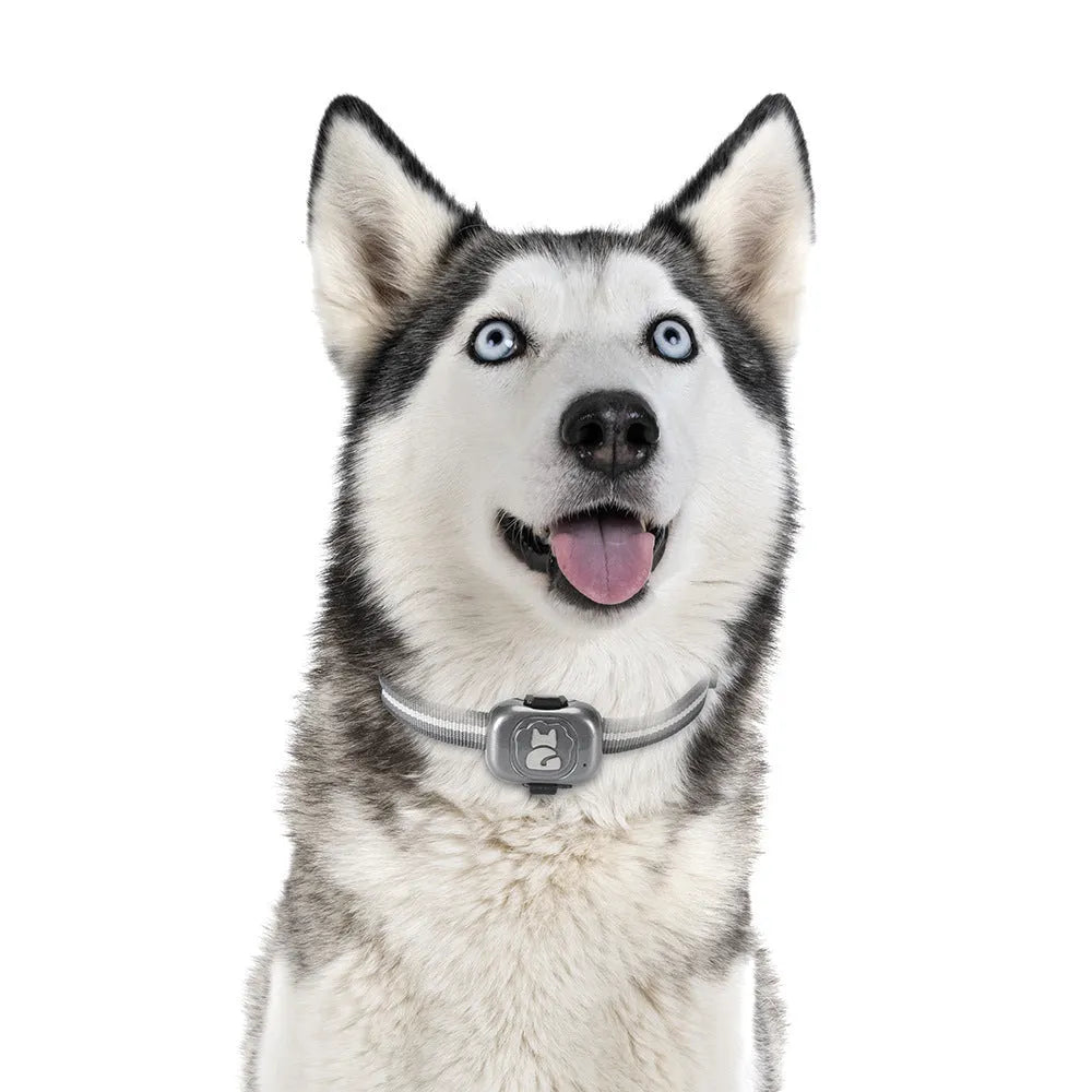Black pet GPS locator with hanging rope for attachment to dog or cat collars