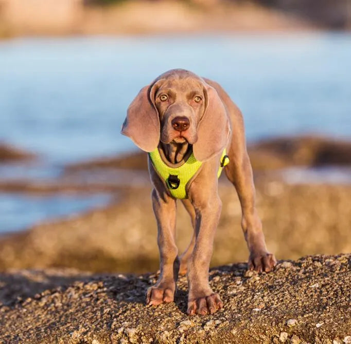 Pet reflective chest vest with 3M reflective wire and flush strap in orange, shown on a dog