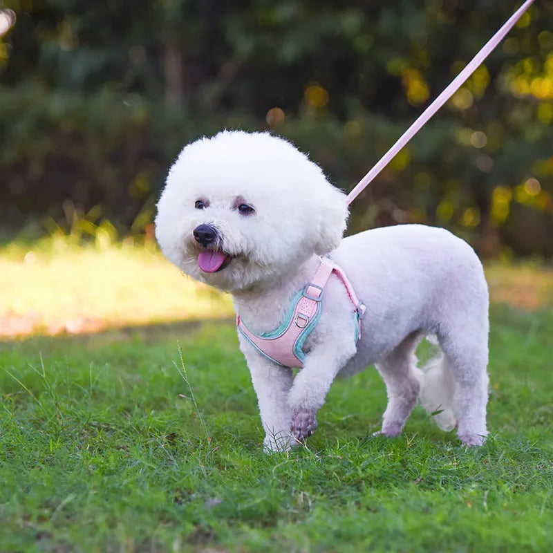 Adjustable suede dog harness and leash set in blue and yellow colour for small to medium dogs