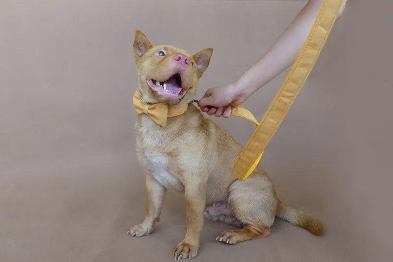 Yellow velvet adjustable dog collar with polyester construction, shown in five sizes from XS to XL