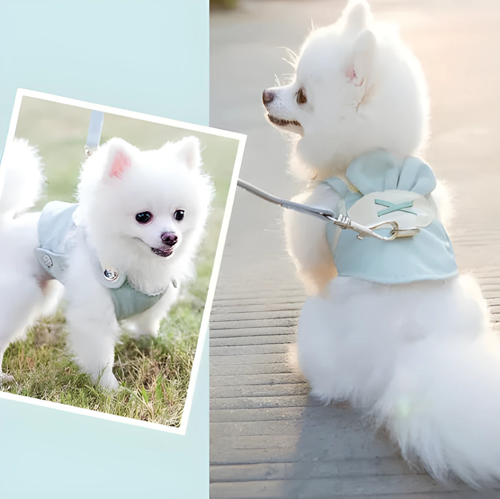 Breathable dog harness vest with lead on a small dog, available in multiple colours and sizes S-XXL for small to medium pets