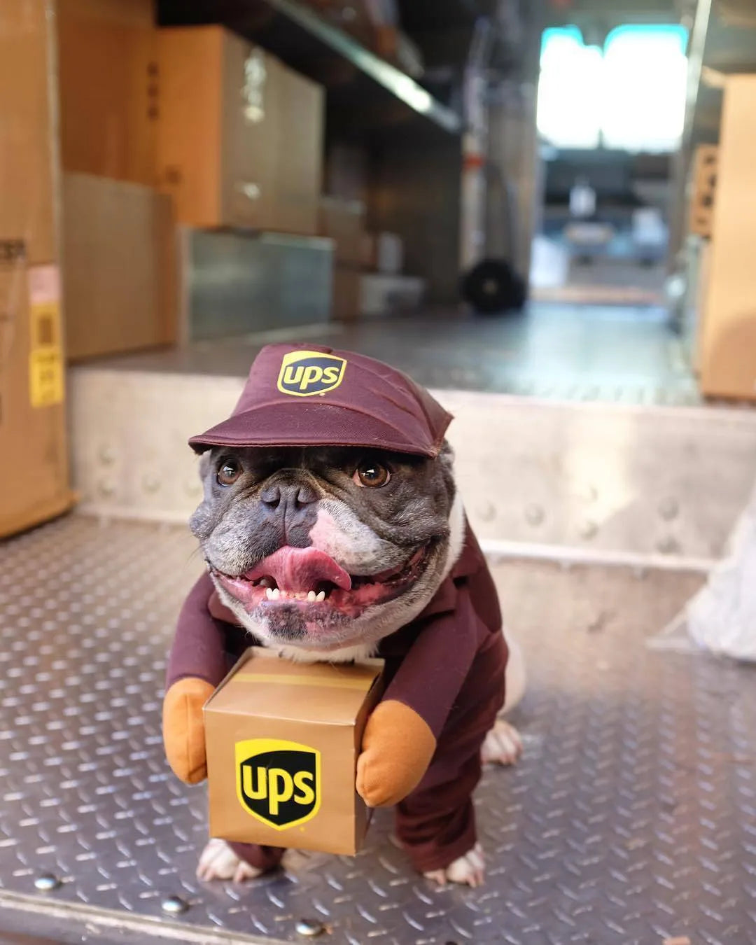 Funny Express pet clothes in brown cloth for dogs and cats size S