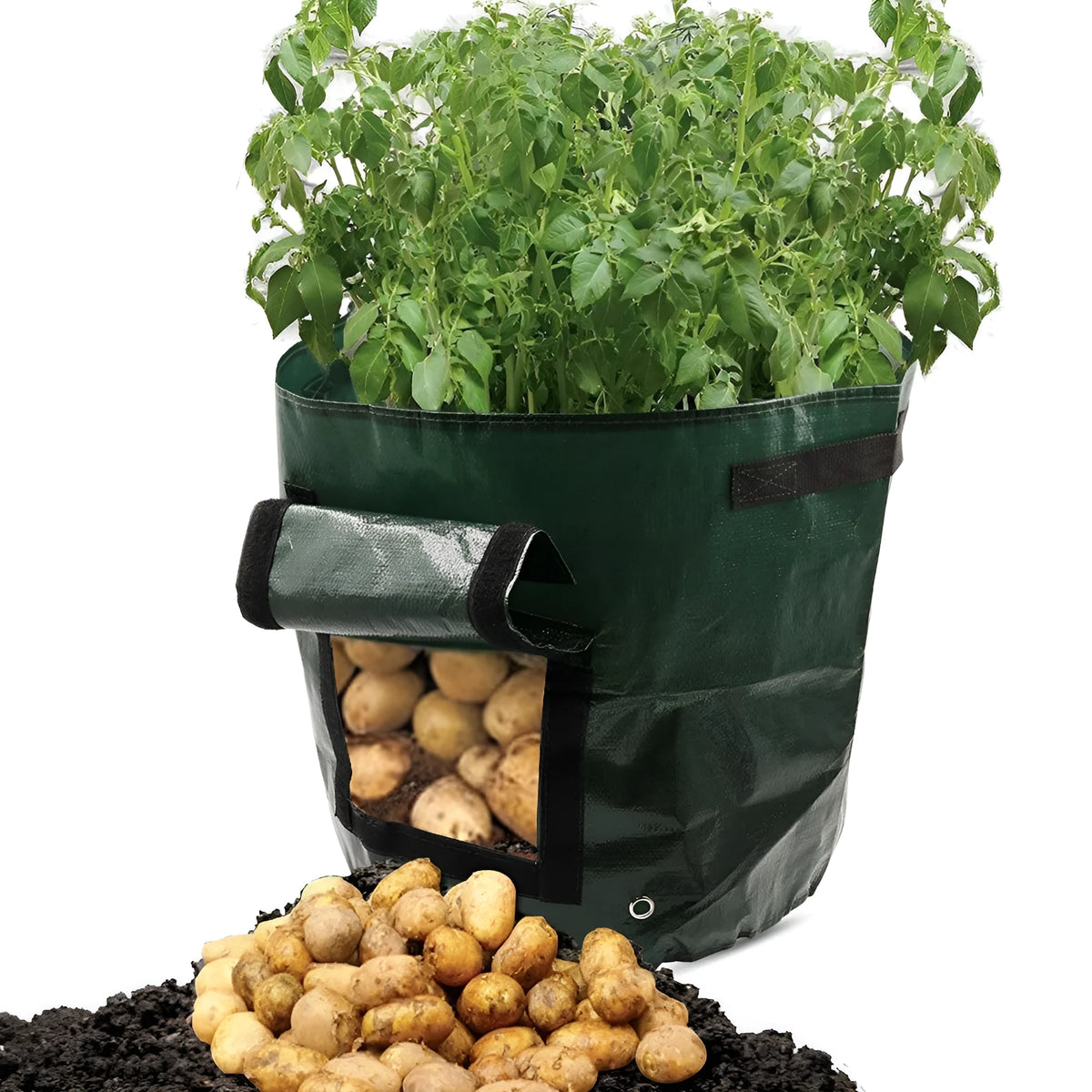 Dark green PE cloth planting bag with side windows and double handles, 34x35cm, for growing potatoes on a balcony.