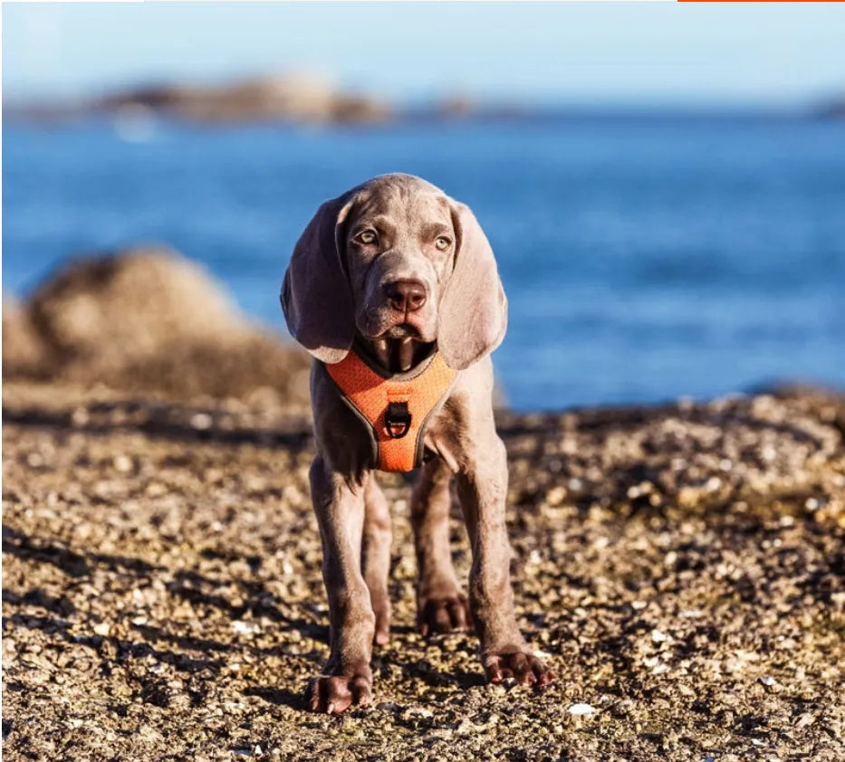 Pet reflective chest vest with 3M reflective wire and flush strap in orange, shown on a dog