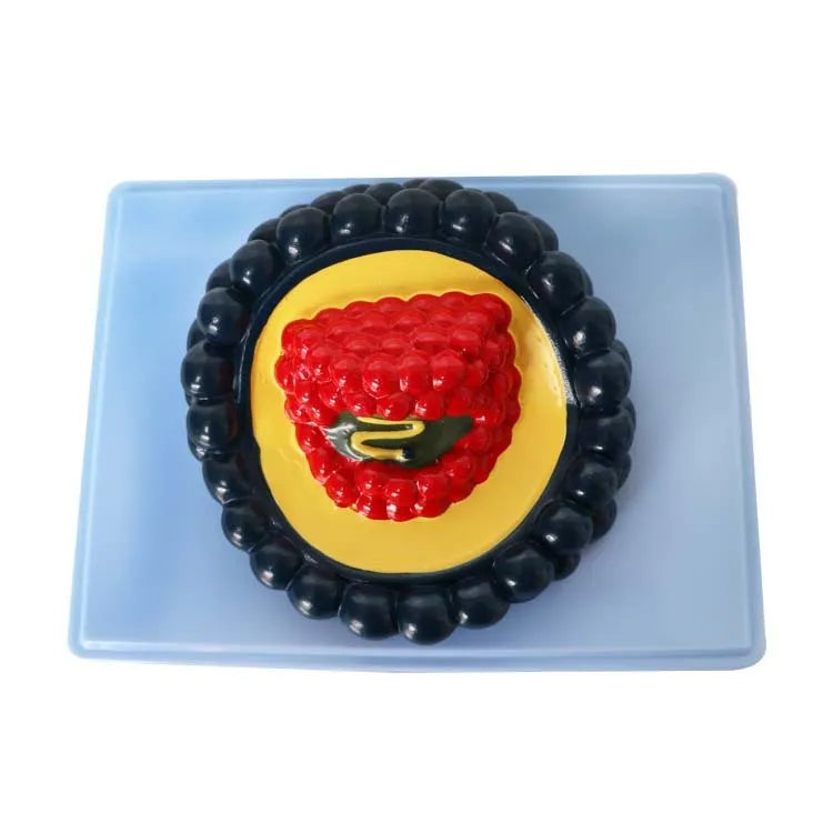 Black PVC biological virus model for medical education, 20cm long.