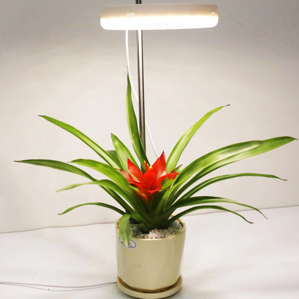 Compact desk plant growth lamp with full spectrum light for indoor plants.