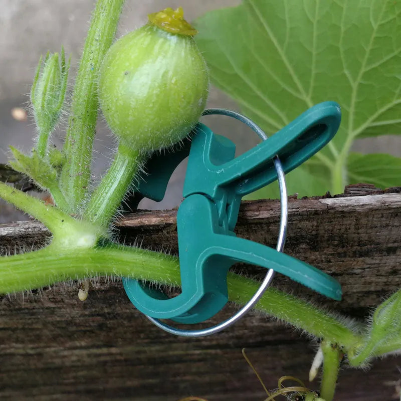 Green plastic and zinc plant fixing clips in large and small sizes for supporting climbing plants in the garden.
