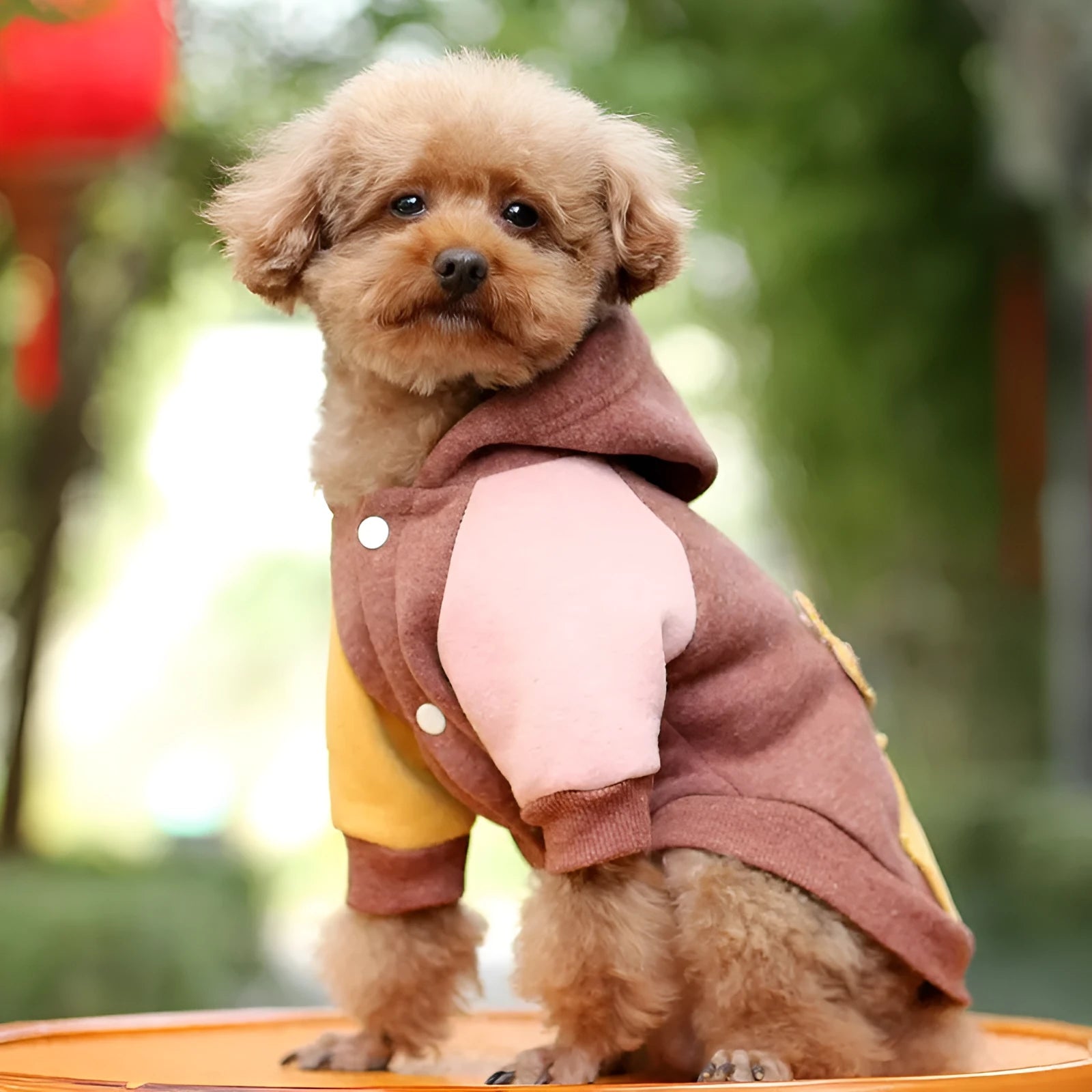 A brown cotton dog sweatshirt shown on a mannequin, with size tags for XS to 2XL.