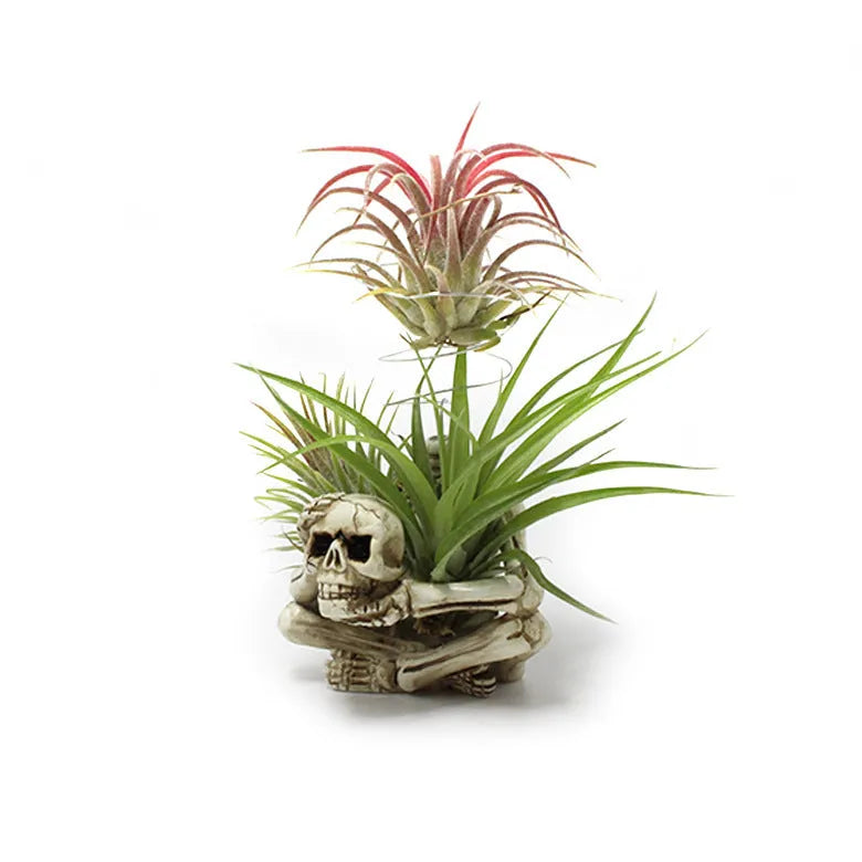 Gothic skull resin Tillandsia bracket measuring 7×8×12.5cm with soilless plant display