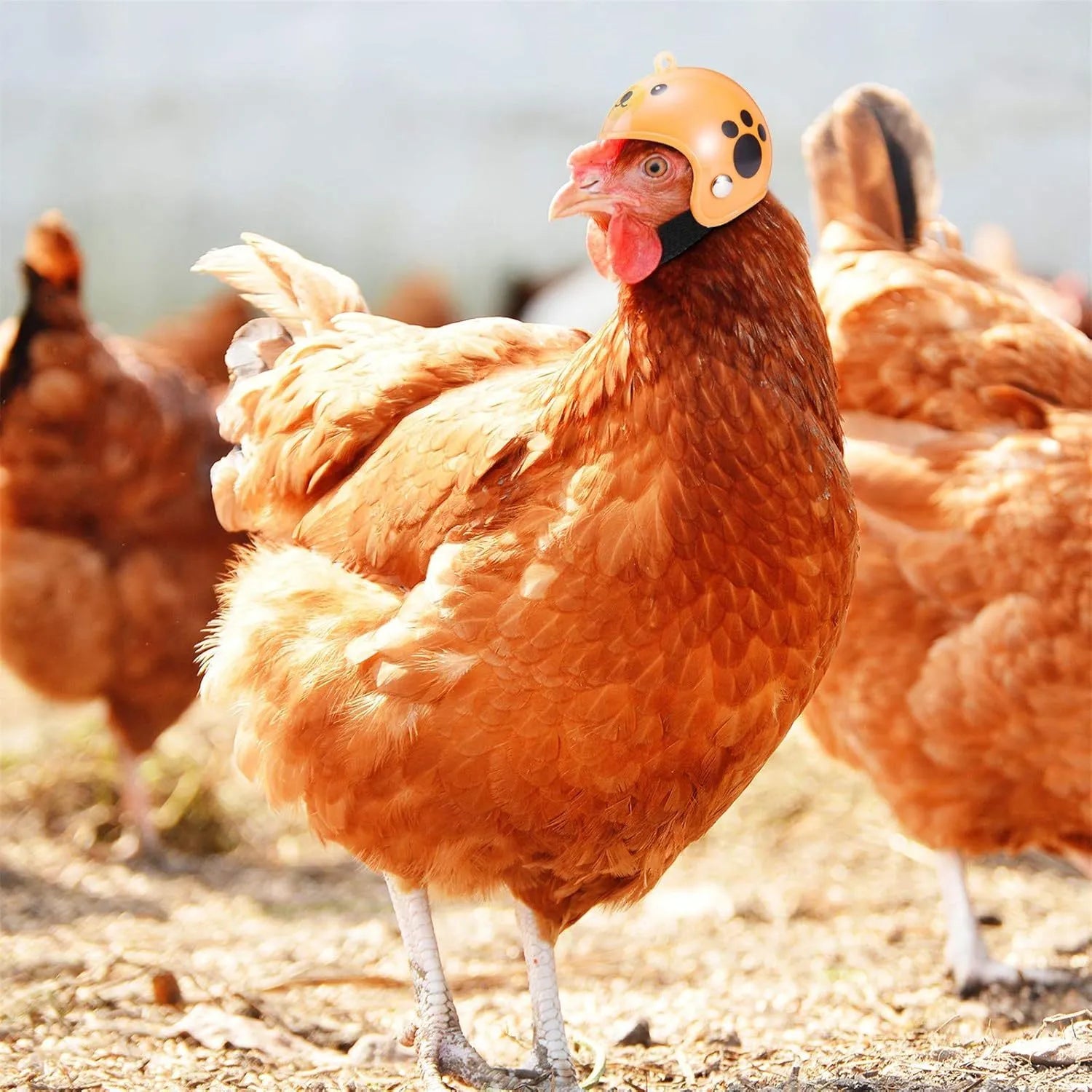 Small pet safety helmet for chickens and birds with adjustable elastic straps