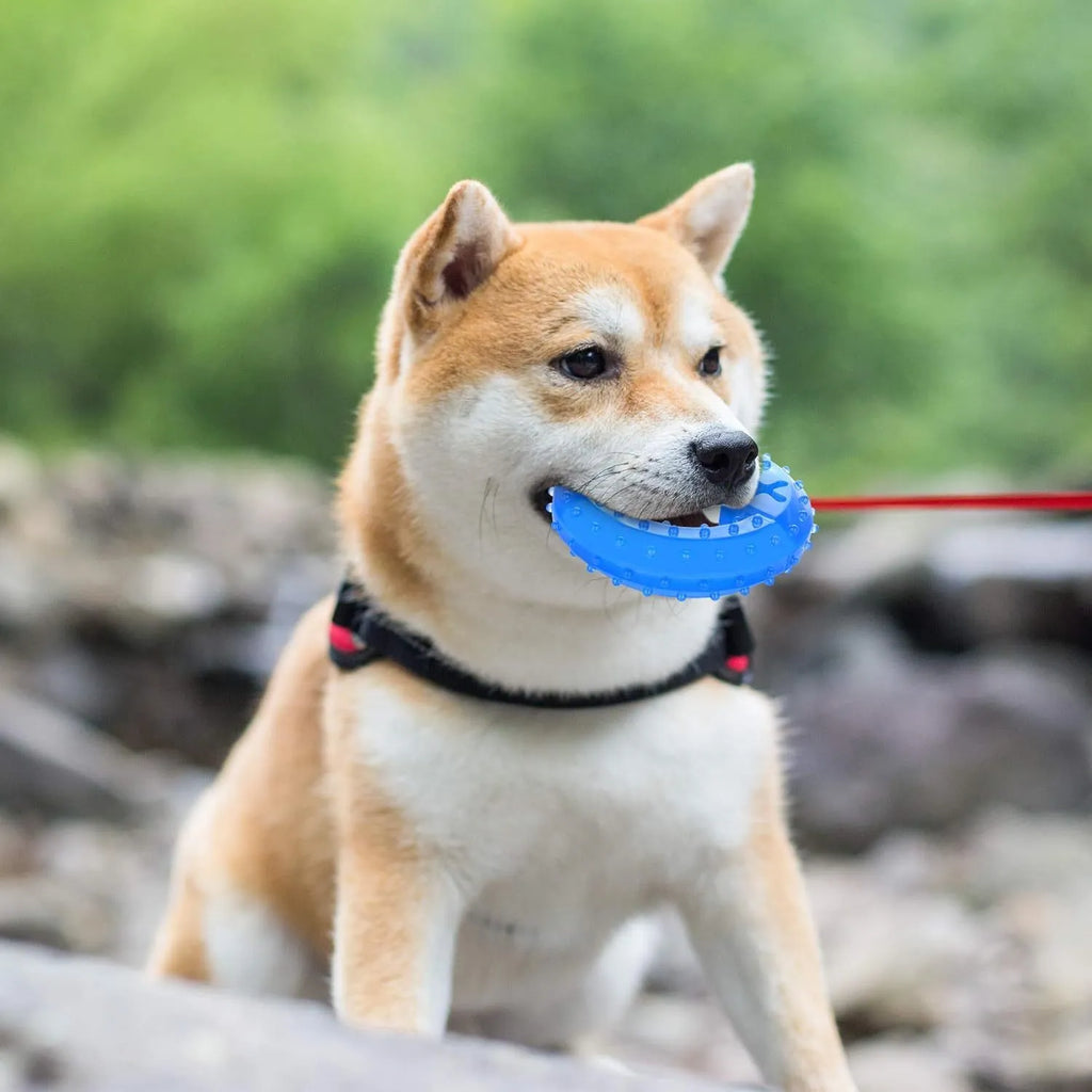 Freezable dog cooling chew toy with thickened non-toxic construction