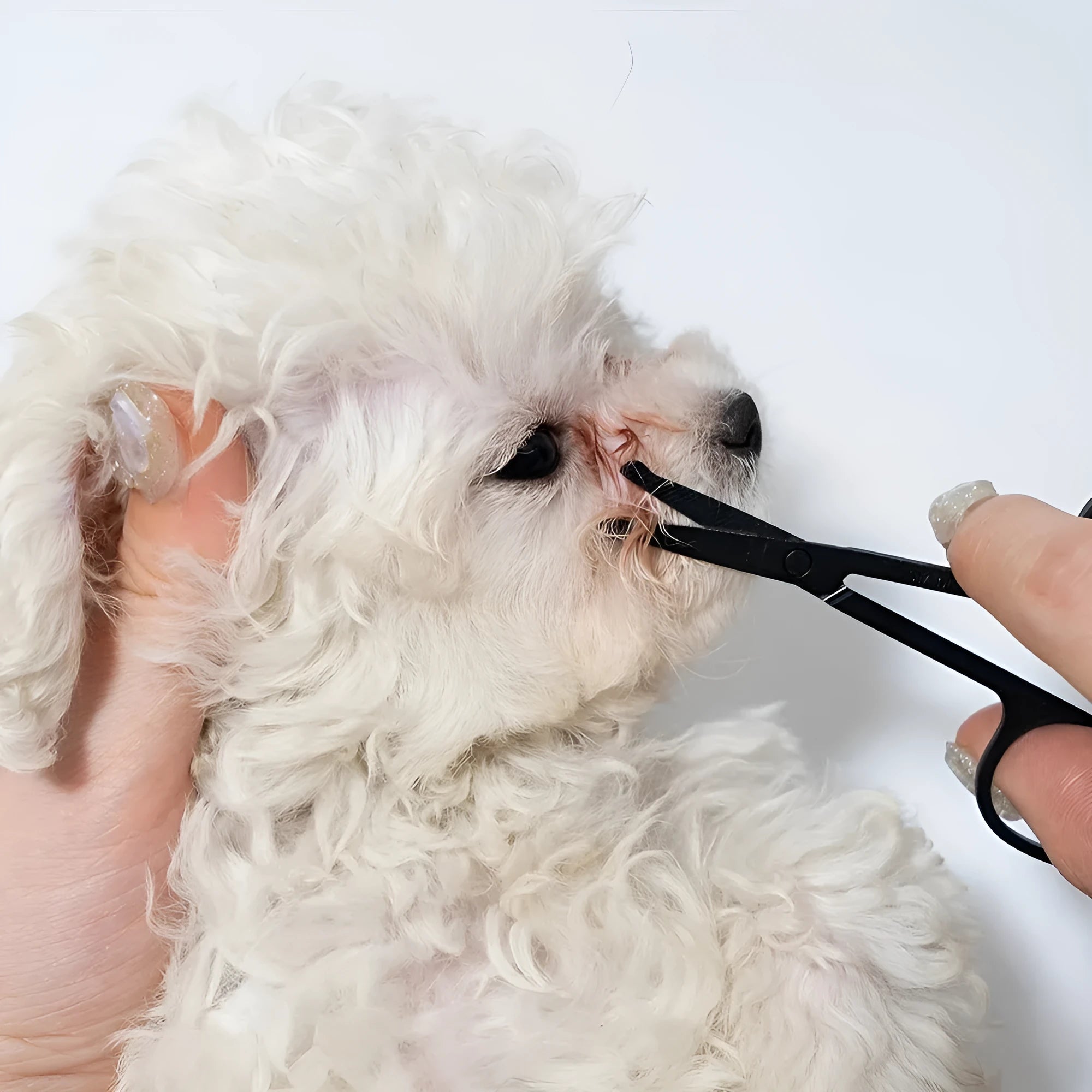 Black pet eye grooming brush with soft bristles and comb attachment for tear stain removal
