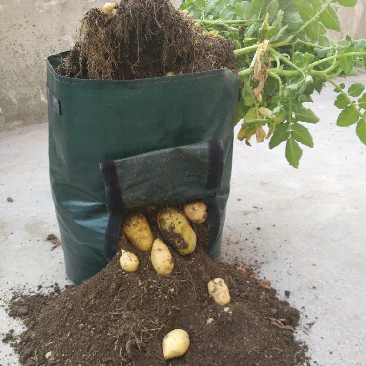 Dark green PE cloth planting bag with side windows and double handles, 34x35cm, for growing potatoes on a balcony.
