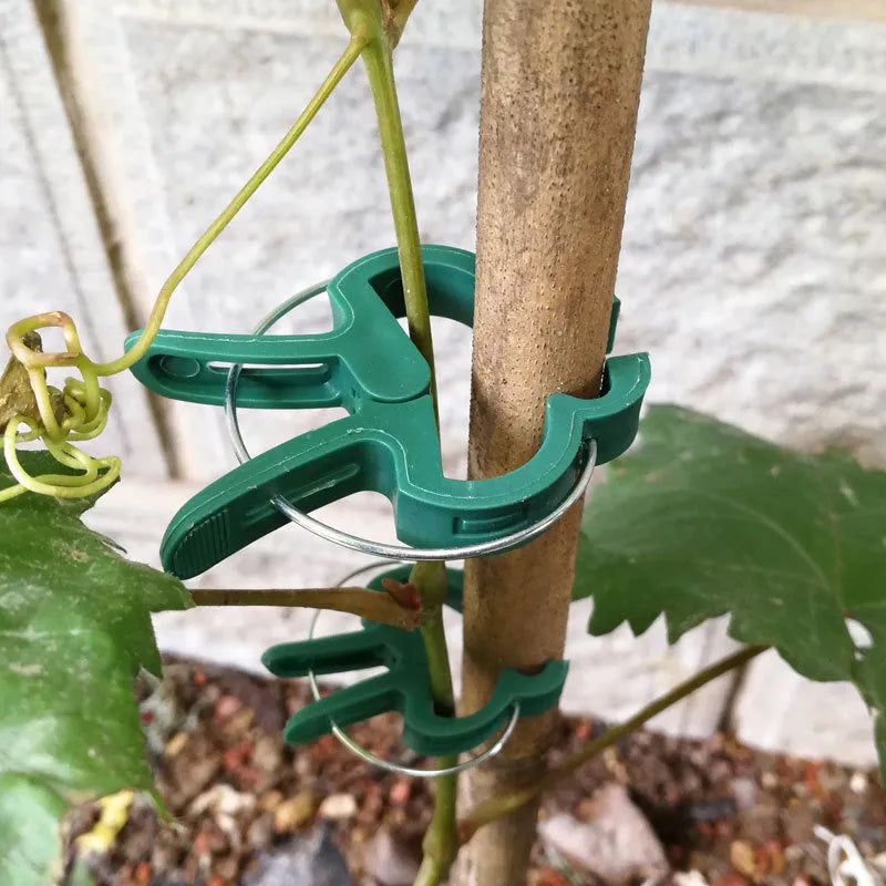Green plastic and zinc plant fixing clips in large and small sizes for supporting climbing plants in the garden.