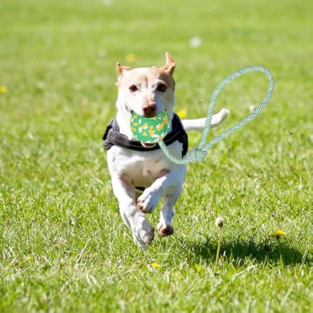 Natural rubber dog ball attached to a blue nylon rope for fetch and tug of war games.