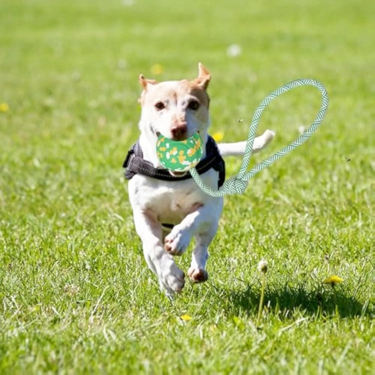 Natural rubber dog ball attached to a blue nylon rope for fetch and tug of war games.