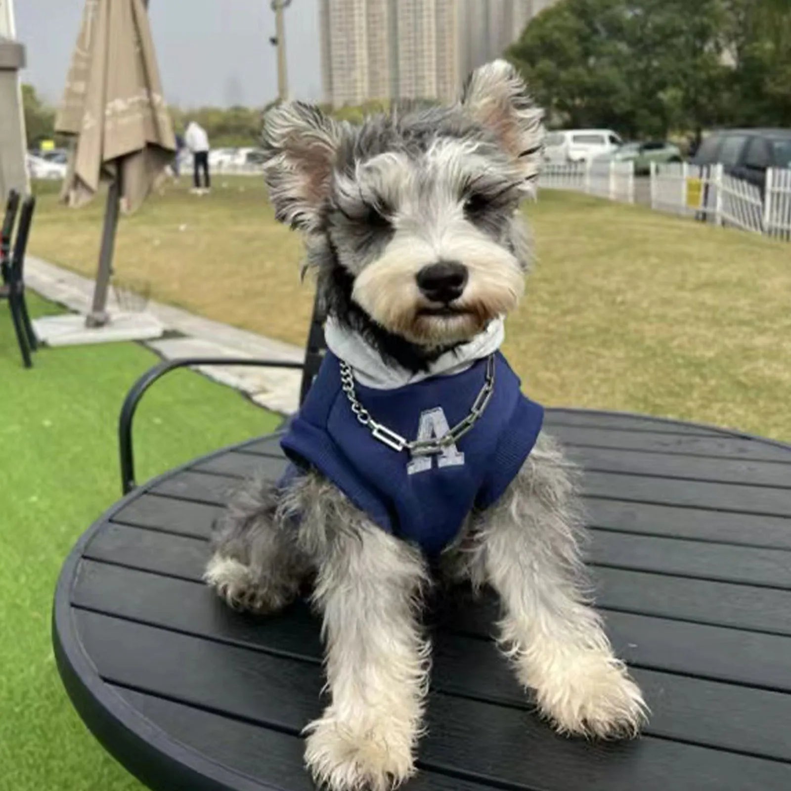 Blue and white slim-fitting pet hoodie with reflective letters for dogs and cats.