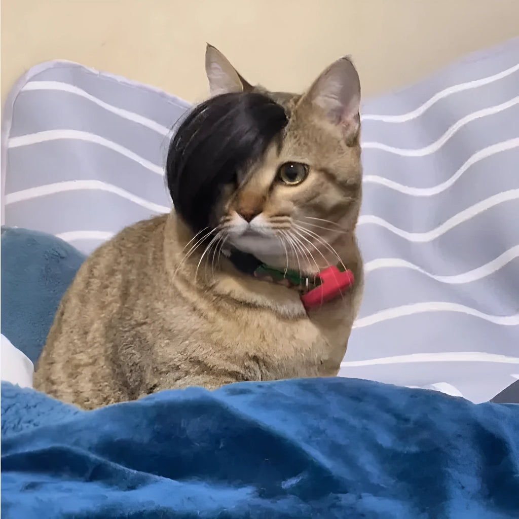 Black polyester cat wig with imitation braid design for feline dress-up