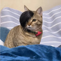 Black polyester cat wig with imitation braid design for feline dress-up