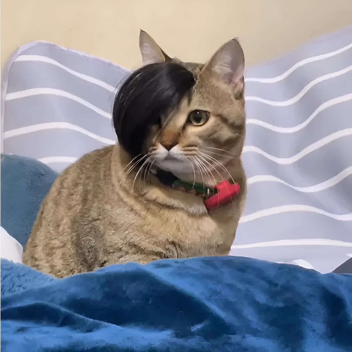 Black polyester cat wig with imitation braid design for feline dress-up