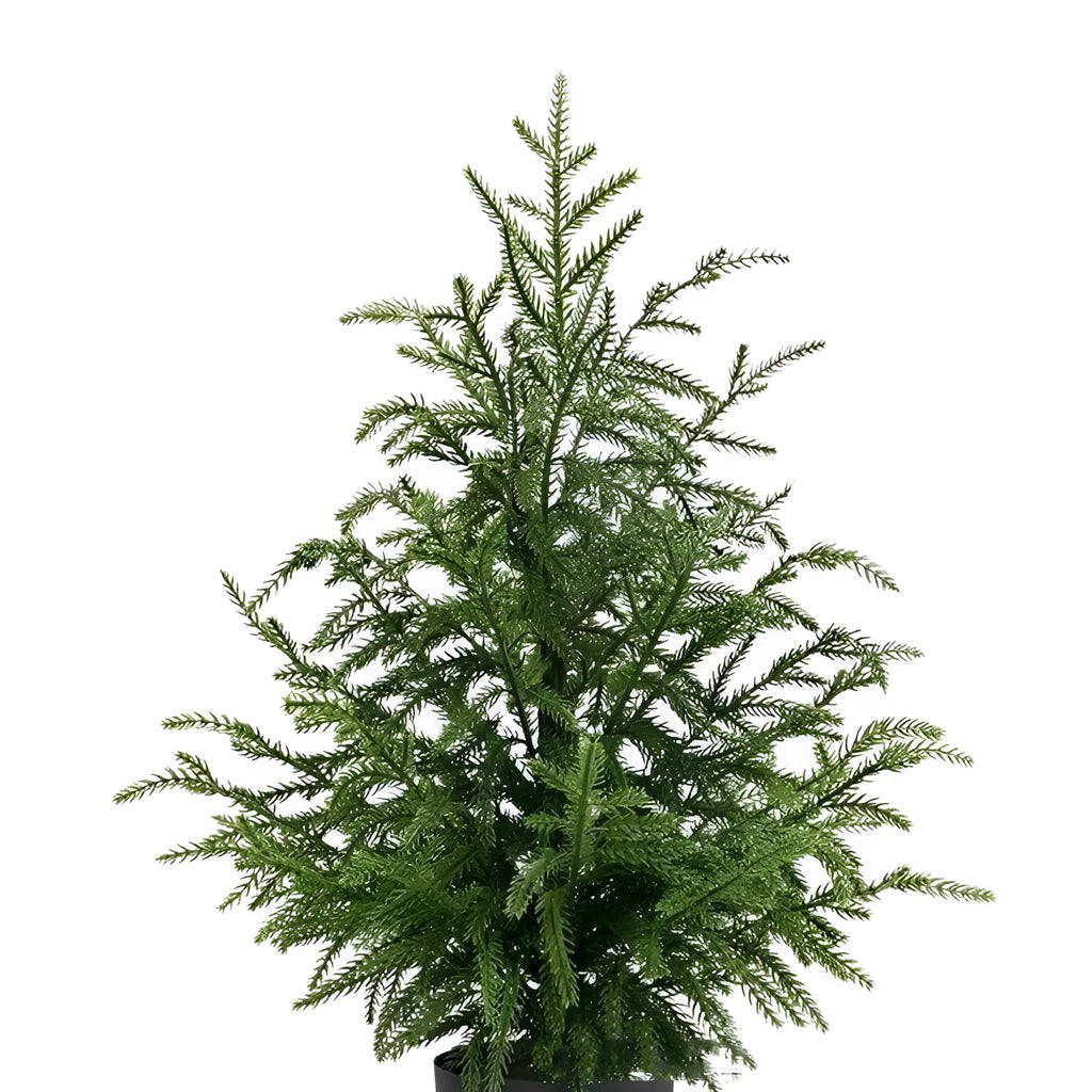 60cm Norfolk Pine Christmas tree in black flowerpot with adjustable moving fork branches