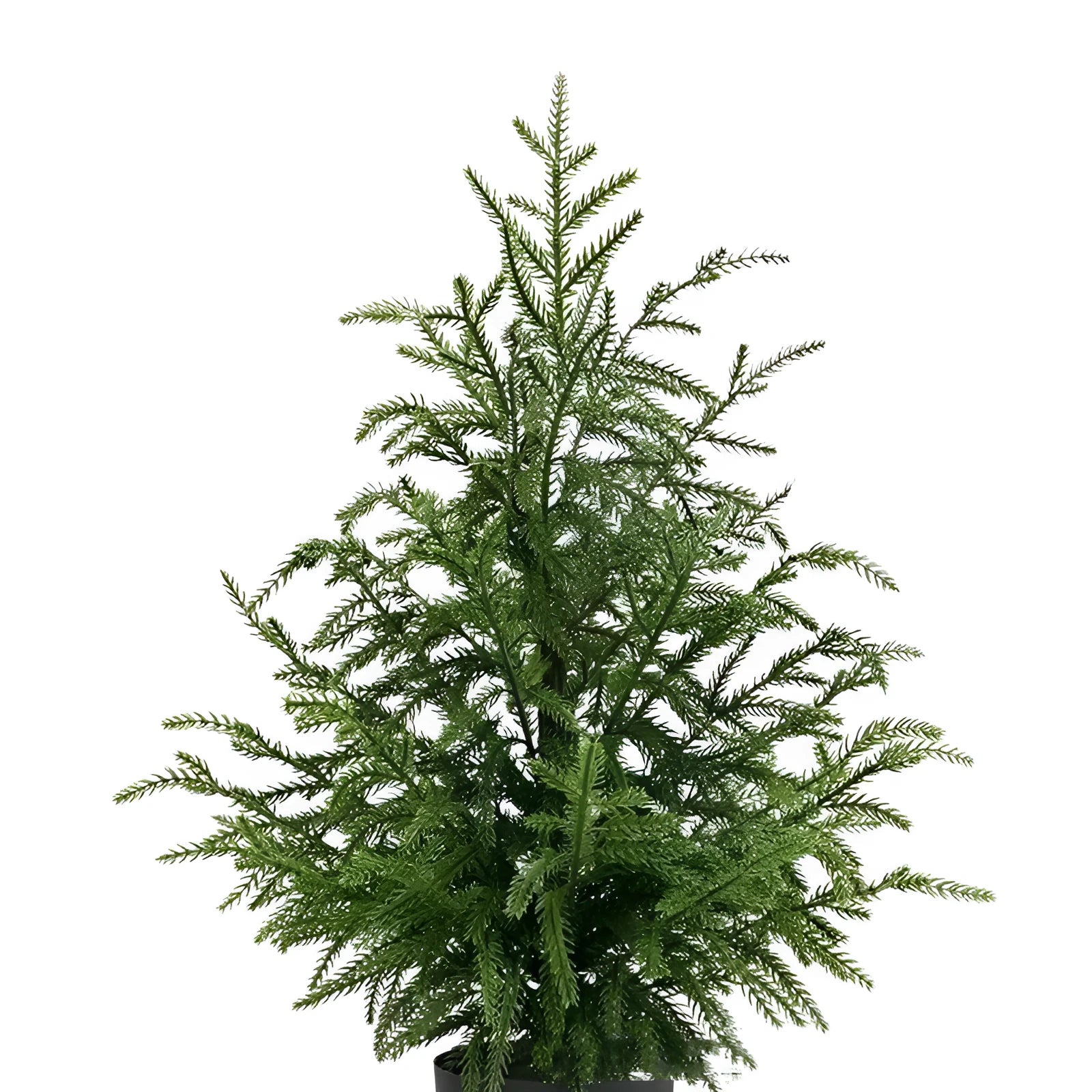 60cm Norfolk Pine Christmas tree in black flowerpot with adjustable moving fork branches