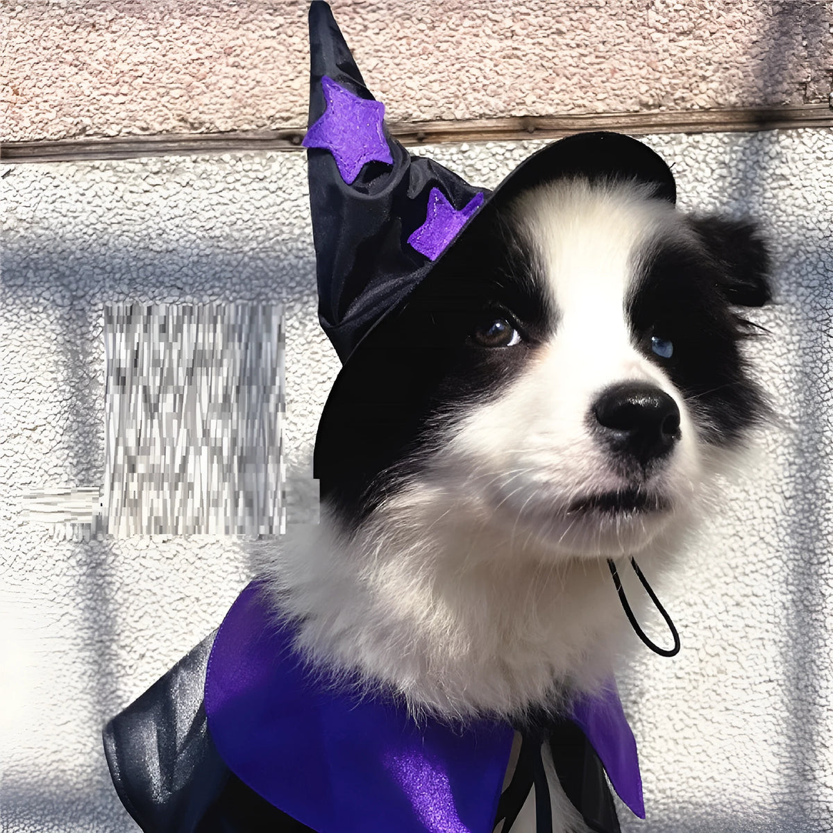 Purple and black satin pet wizard Halloween costume set with cloak and hat for cats and small dogs