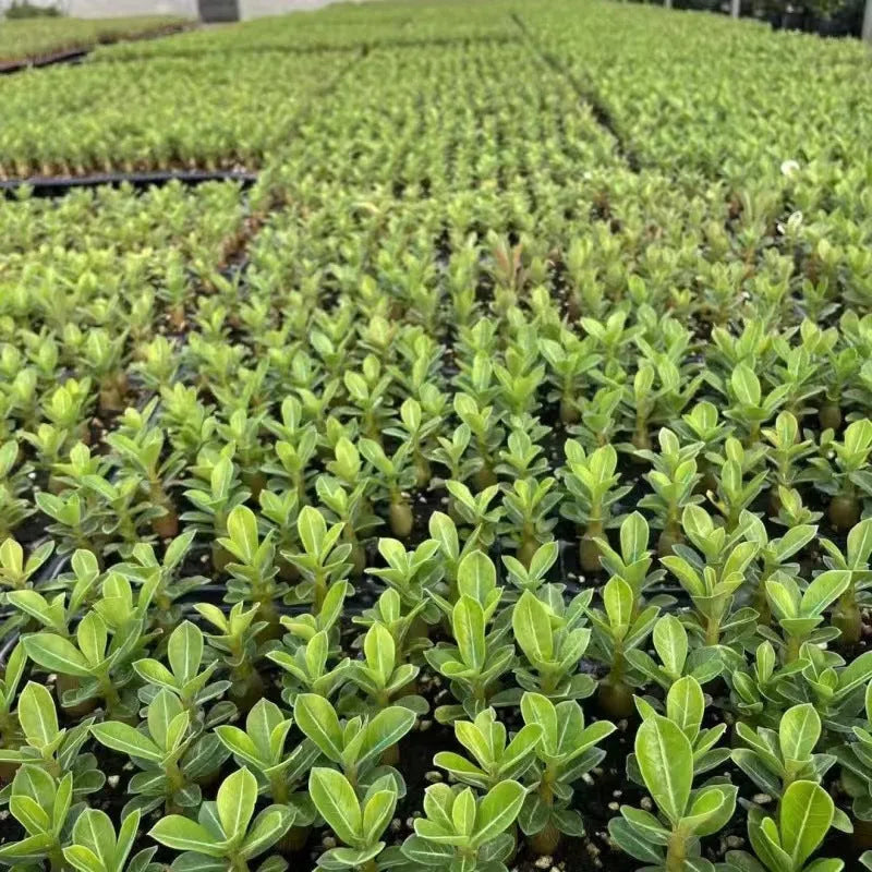 Bare root desert rose seedlings (Adenium obesum) ready for potting.