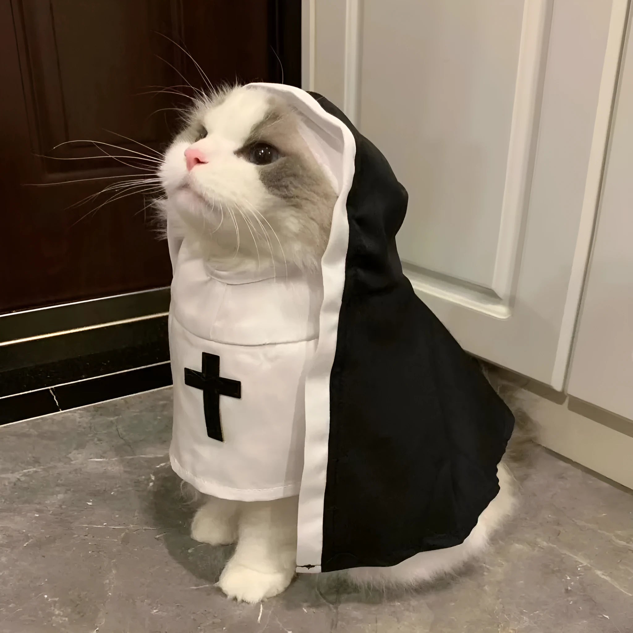 Black and white nun cloak costume on a small dog for Halloween.