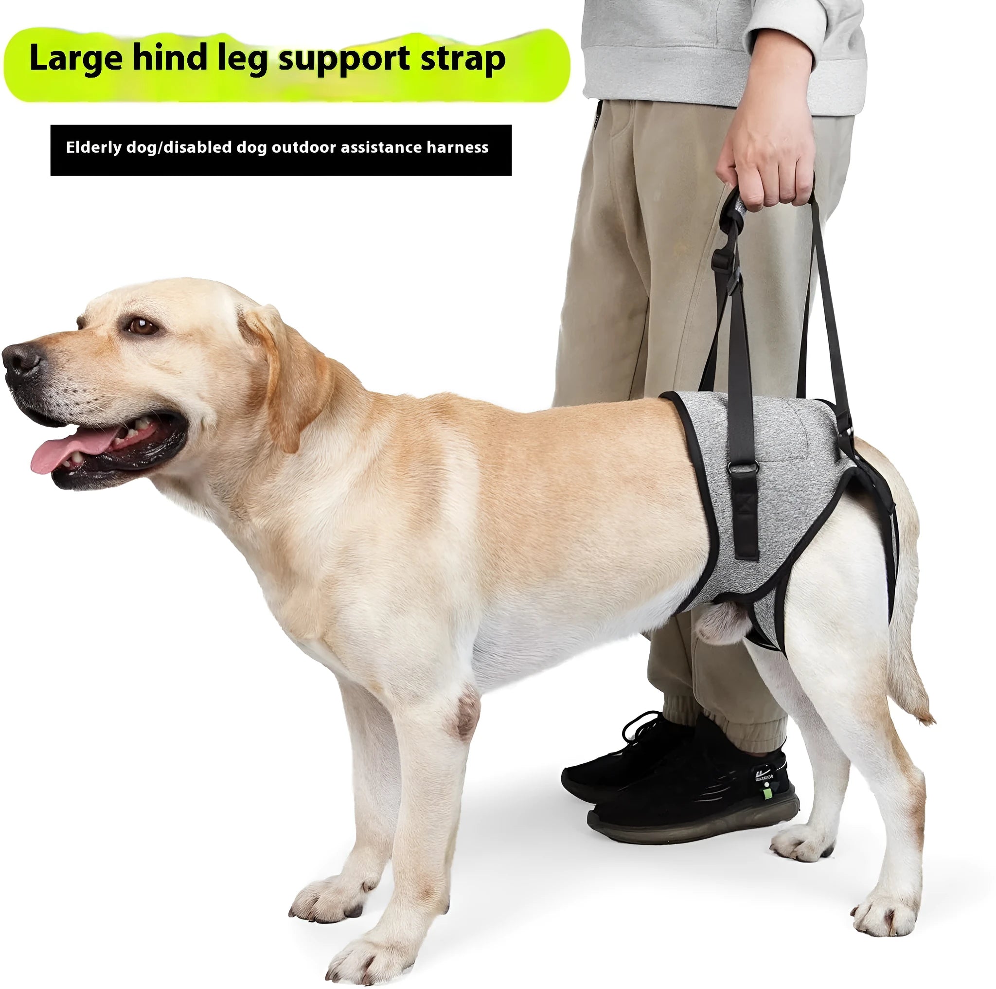 Grey neoprene recovery belt for injured dog rear legs showing waist and thigh support areas