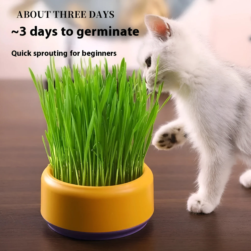 Hydroponic cat grass growing kit with a coloured plastic cup and five packs of wheatgrass seeds