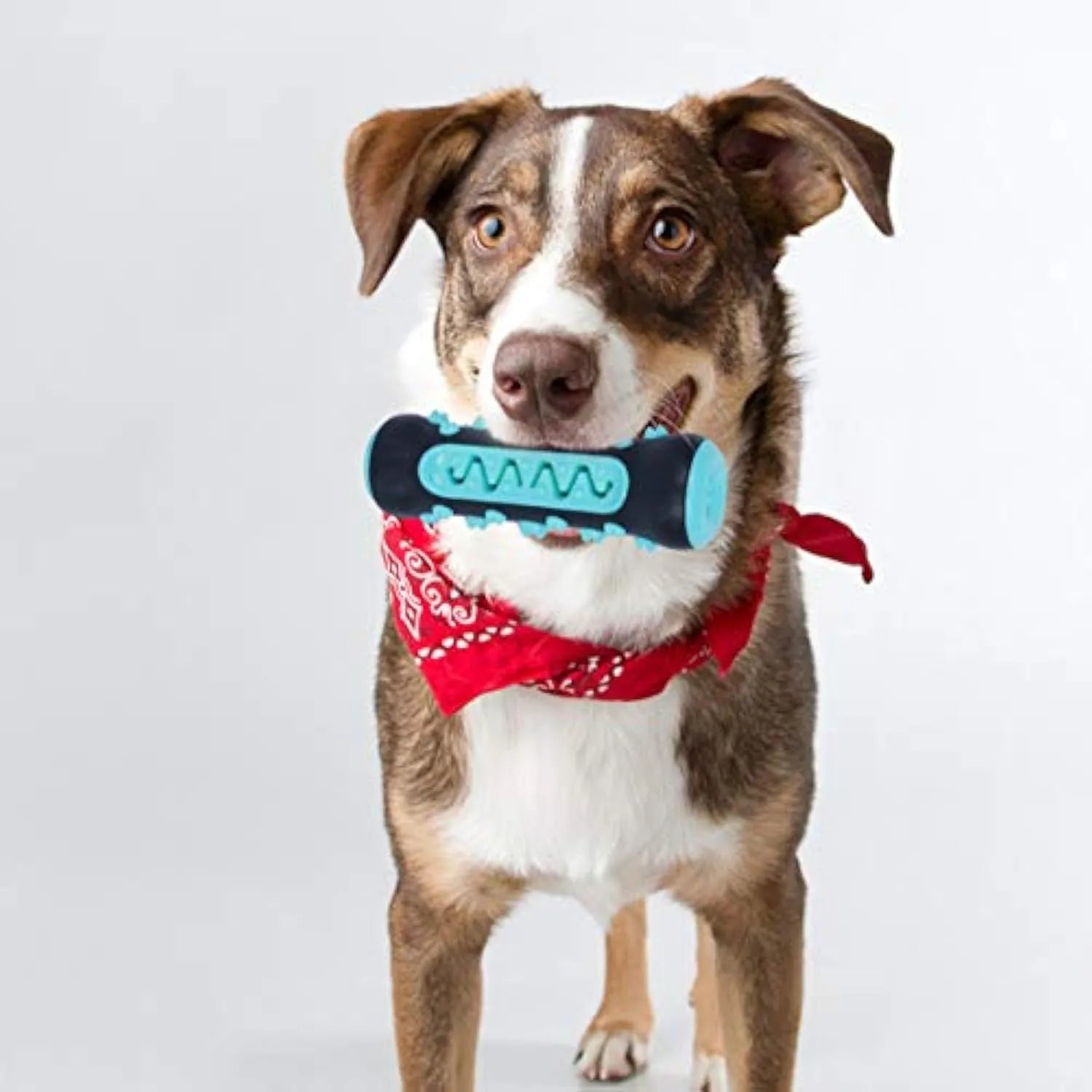 Natural rubber dog dental chew toy in blue, green, yellow, or black blue, showing textured cleaning surfaces.