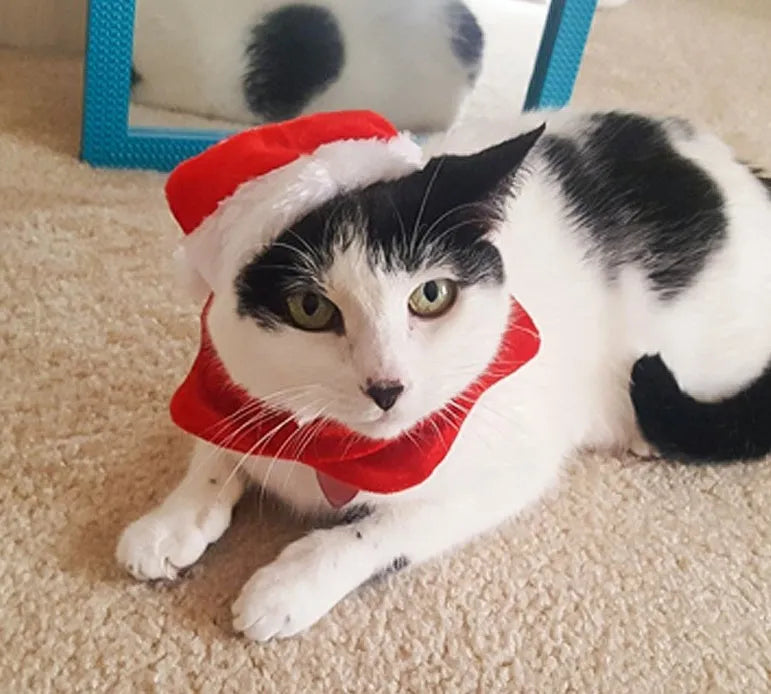Red Christmas pet hat and scarf set in short plush, one size, for cats dogs and small pets