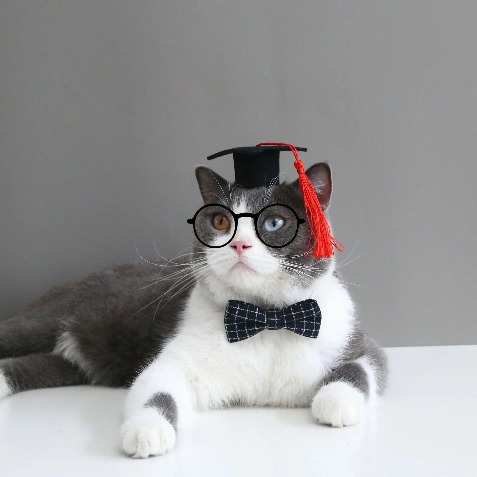 Small pet wearing a felt Doctor's Degree hair band and matching bow tie in British style.