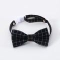 Small pet wearing a felt Doctor's Degree hair band and matching bow tie in British style.