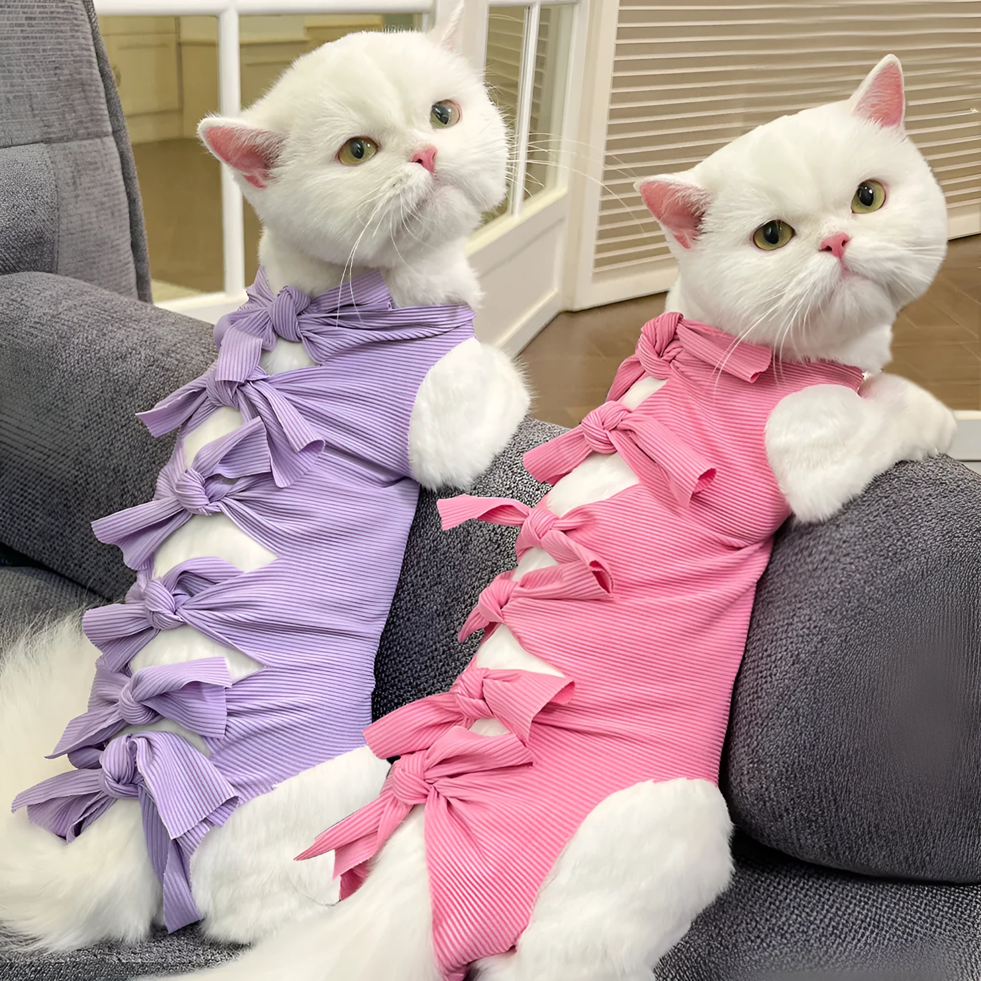 Cat wearing blue polyester recovery suit with lace-up back closure after sterilisation surgery