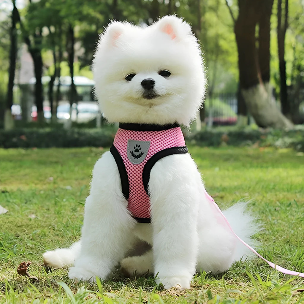 Pet car seat belt and leash with 220g mesh, 1.2 metre rope and 1.5cm width, in black red blue pink