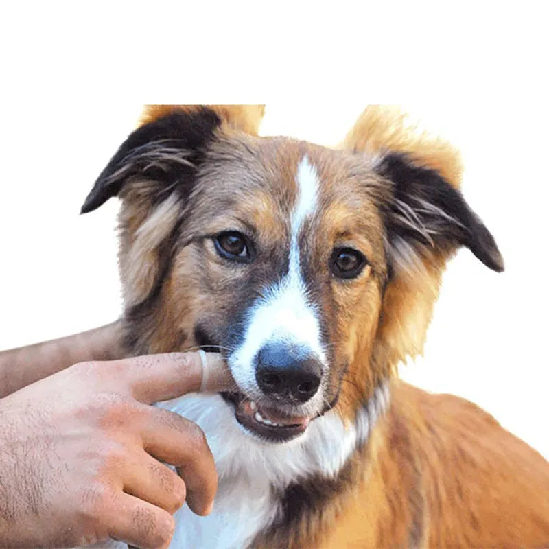 Soft silicone pet finger toothbrush in blue with protective case on white background