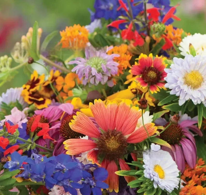 Packet of mixed wildflower seeds including Purpleflower and Holly Leaf varieties for cold and drought resistant garden planting