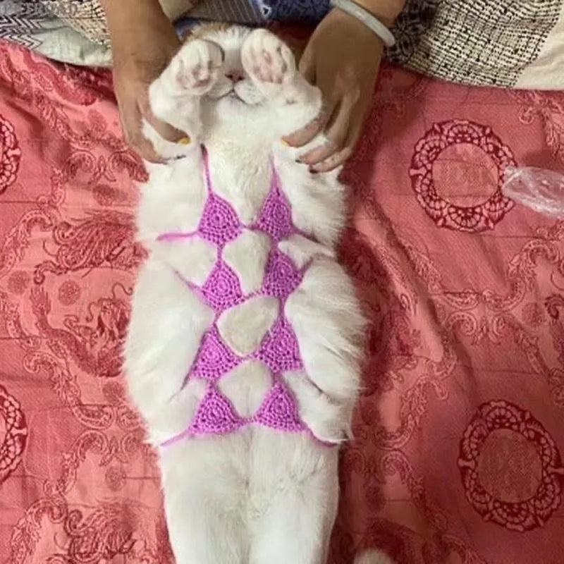 Cat wearing bra and bikini costume set in one of five available colours for Halloween or festival events