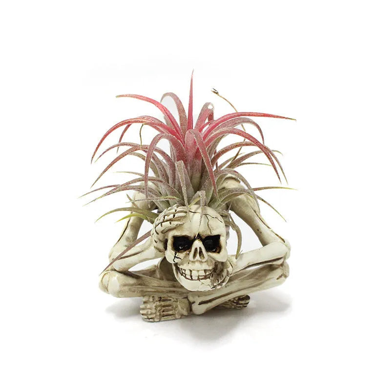 Gothic skull resin Tillandsia bracket measuring 7×8×12.5cm with soilless plant display