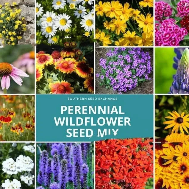 Packet of mixed wildflower seeds including Purpleflower and Holly Leaf varieties for cold and drought resistant garden planting