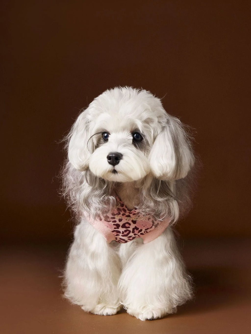 Leopard print sleeveless hooded dog sweater in coffee colour on small breed dog