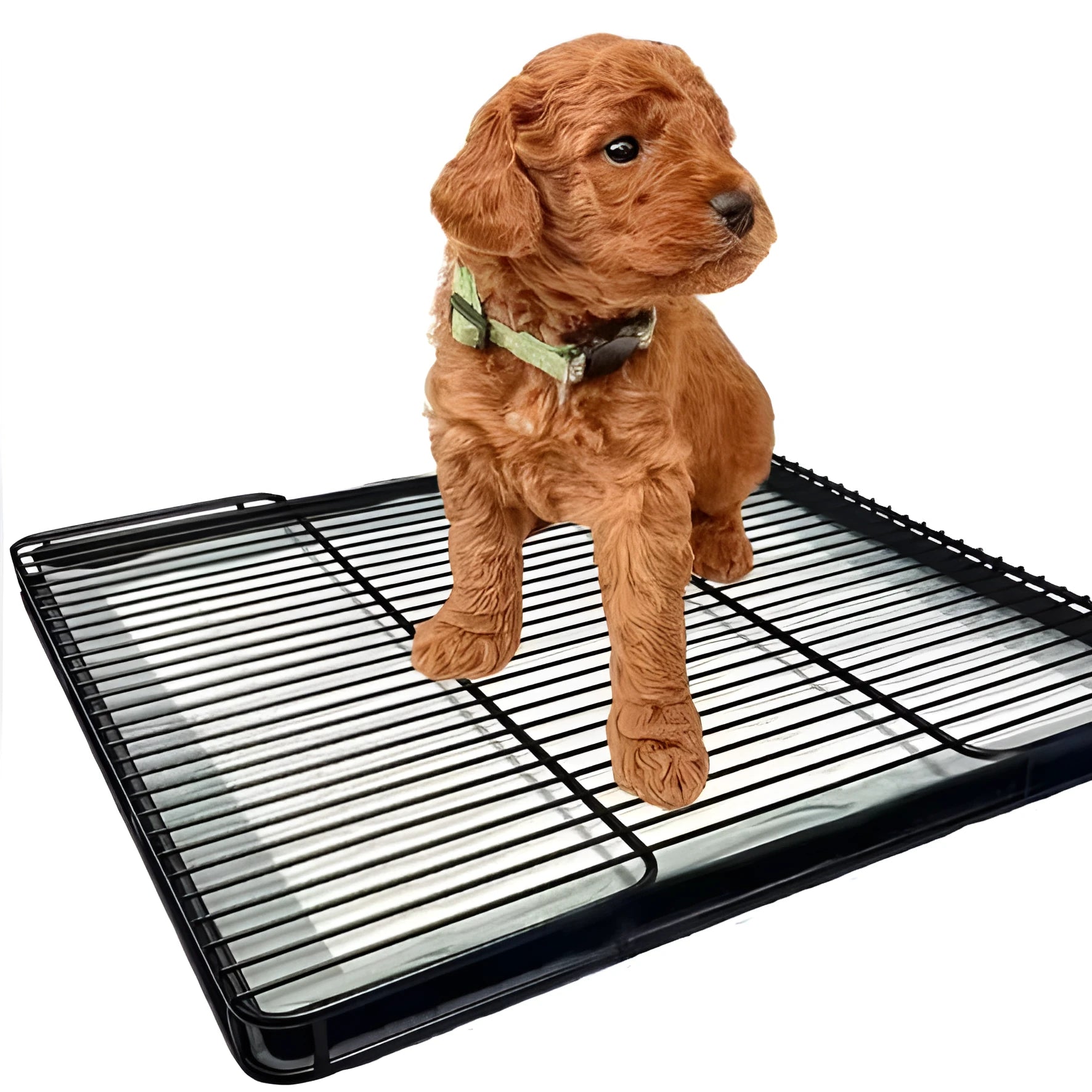 ABS plastic dog toilet tray in black with low-edge design, 61x45x8cm size for small dogs