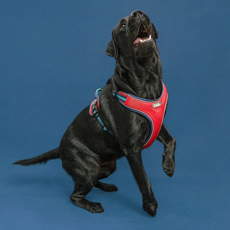 Double-sided breathable mesh dog harness with zinc alloy clips, in black carbon molecule colour, on a dog